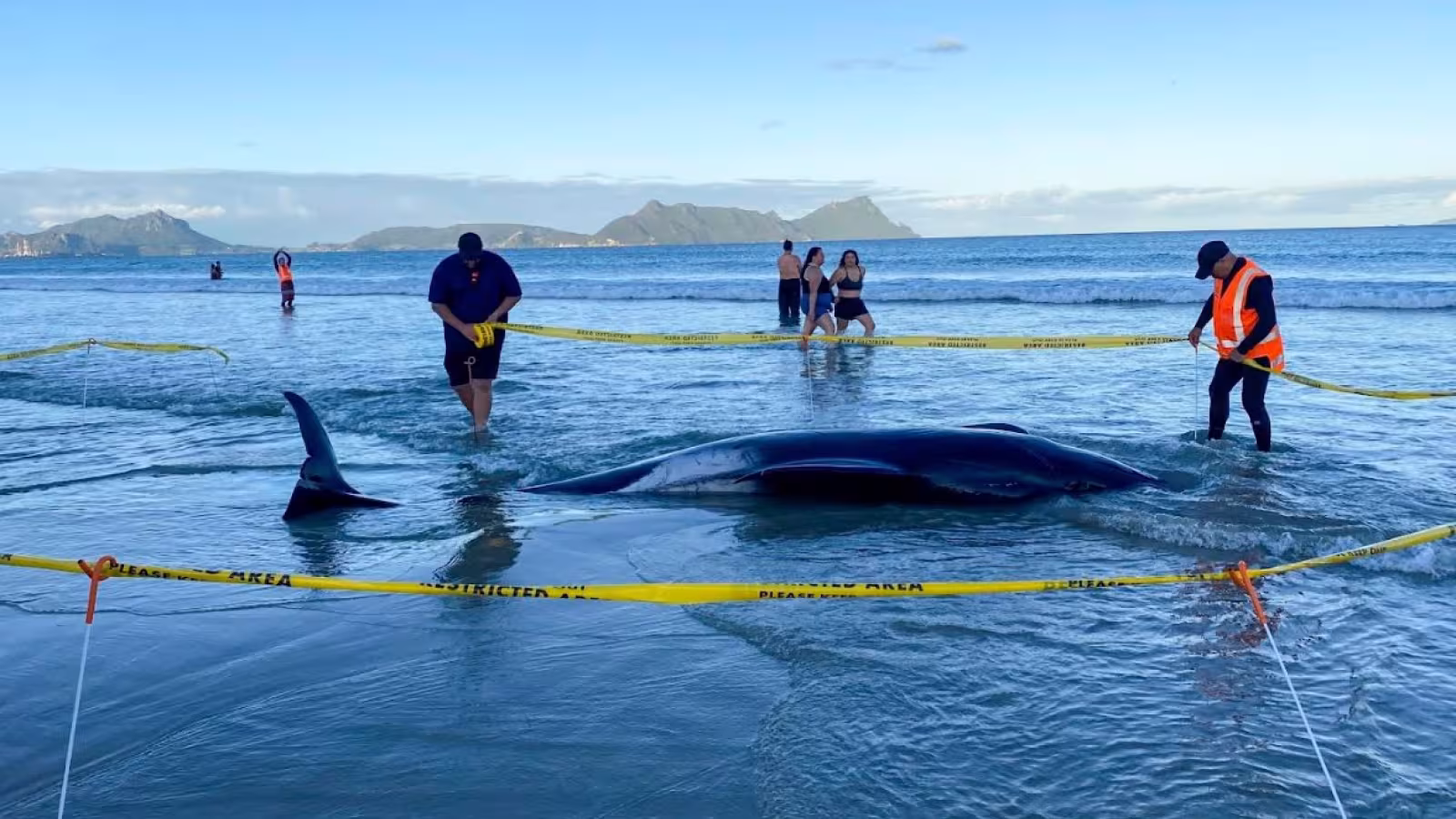 Nouvelle-Zélande - des habitants sauvent plus de 30 baleines échouées