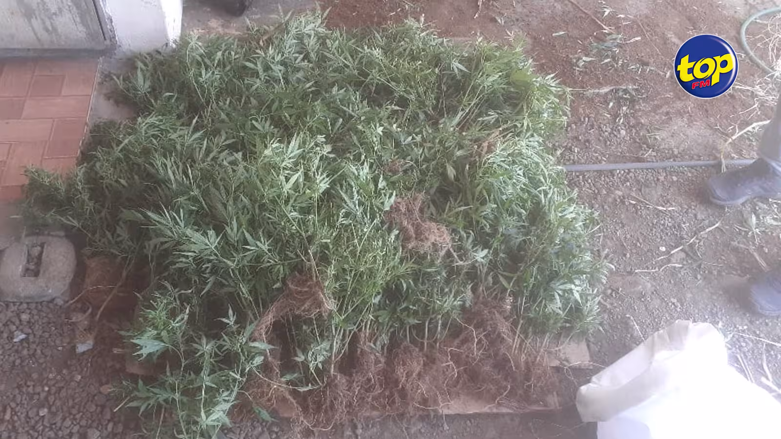 À Surinam : 217 plants de cannabis déracinés