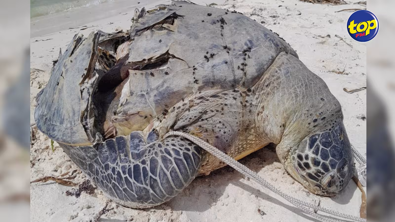 À Belle-Mare : une tortue de mer retrouvée morte