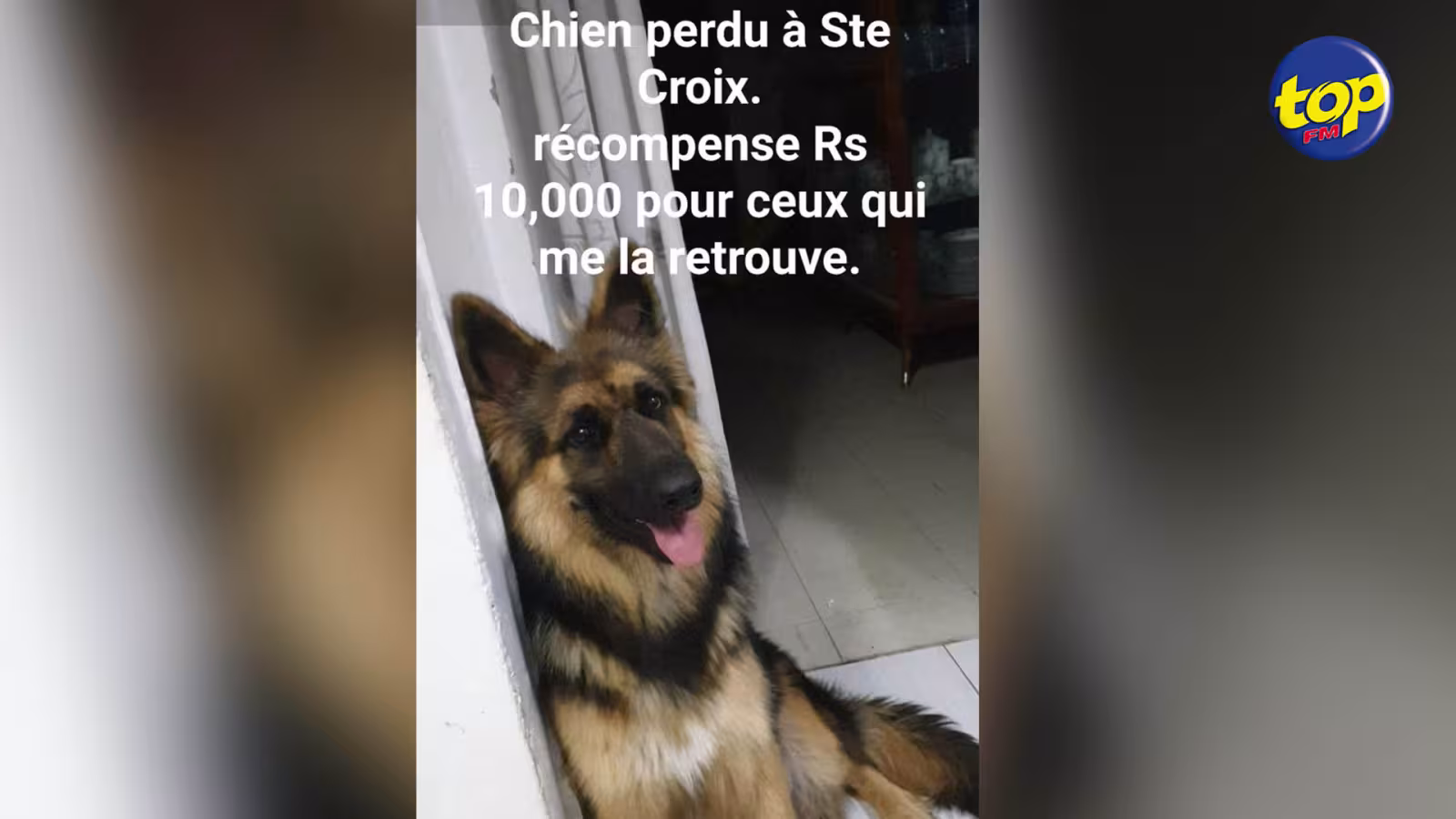 Chienne perdue à Ste Croix: récompense de Rs 10 000 assurée à celui qui retrouve Noïshka