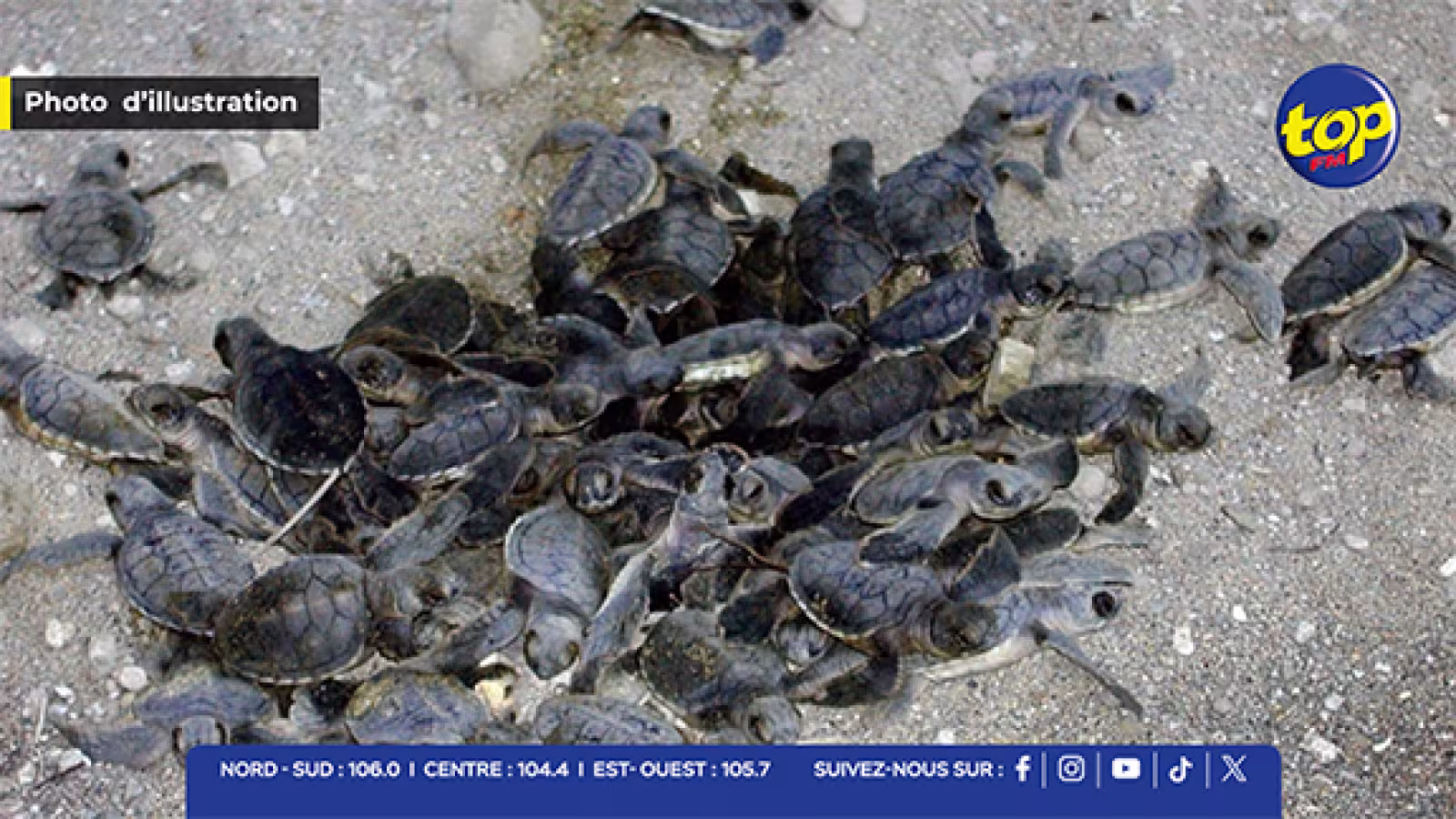 Un nid de tortues marines découvert sur la côte ouest : mesures de protection et suivi scientifique renforcé 