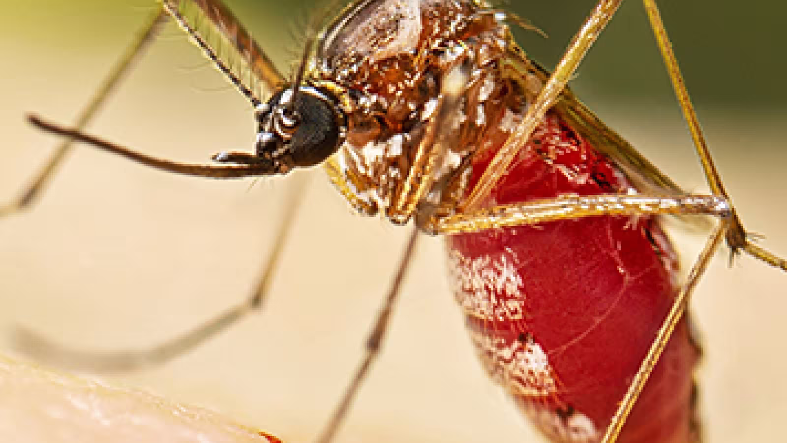 Santé : Premier cas de chikungunya à Rodrigues