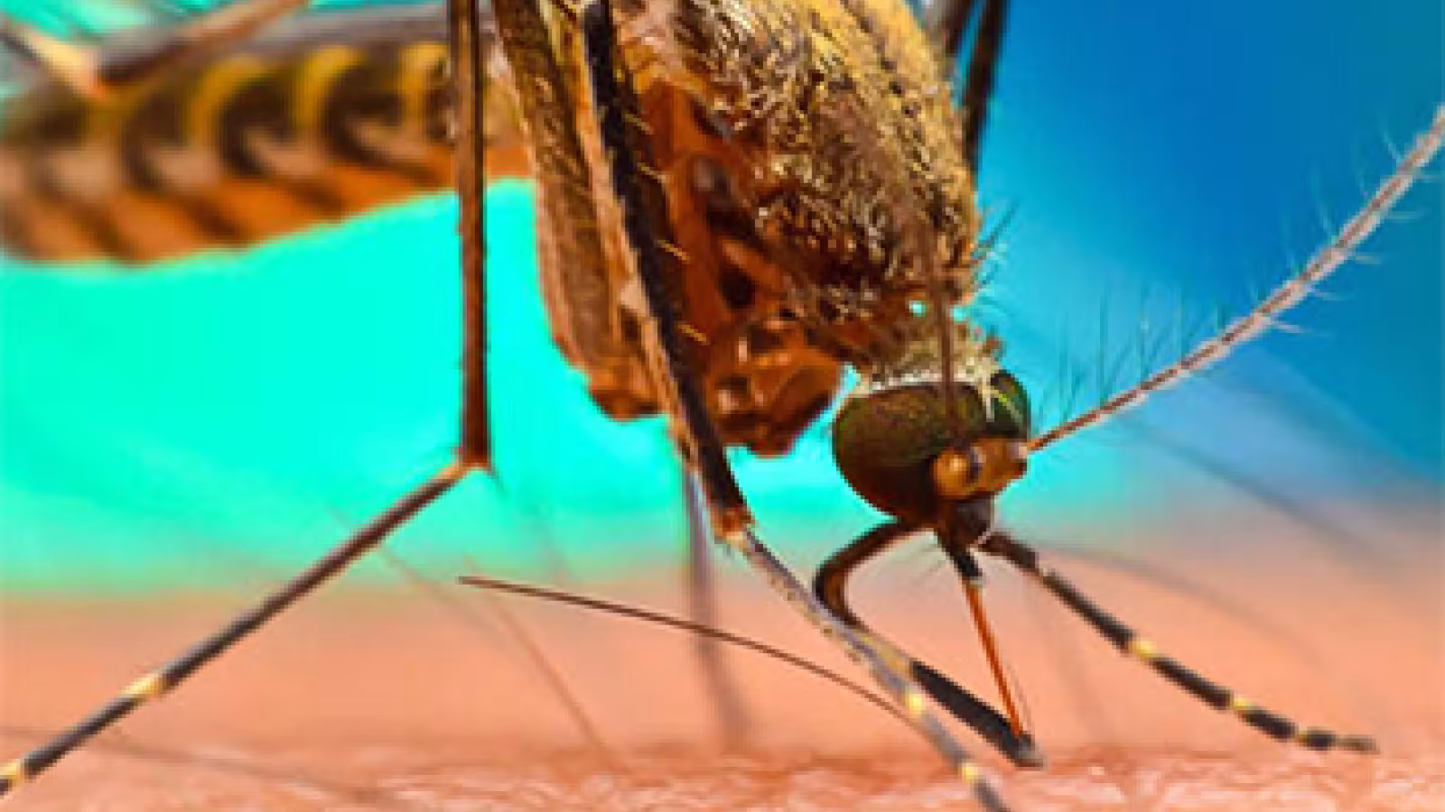 Chikungunya à Rodrigues : Un seul cas actif restant
