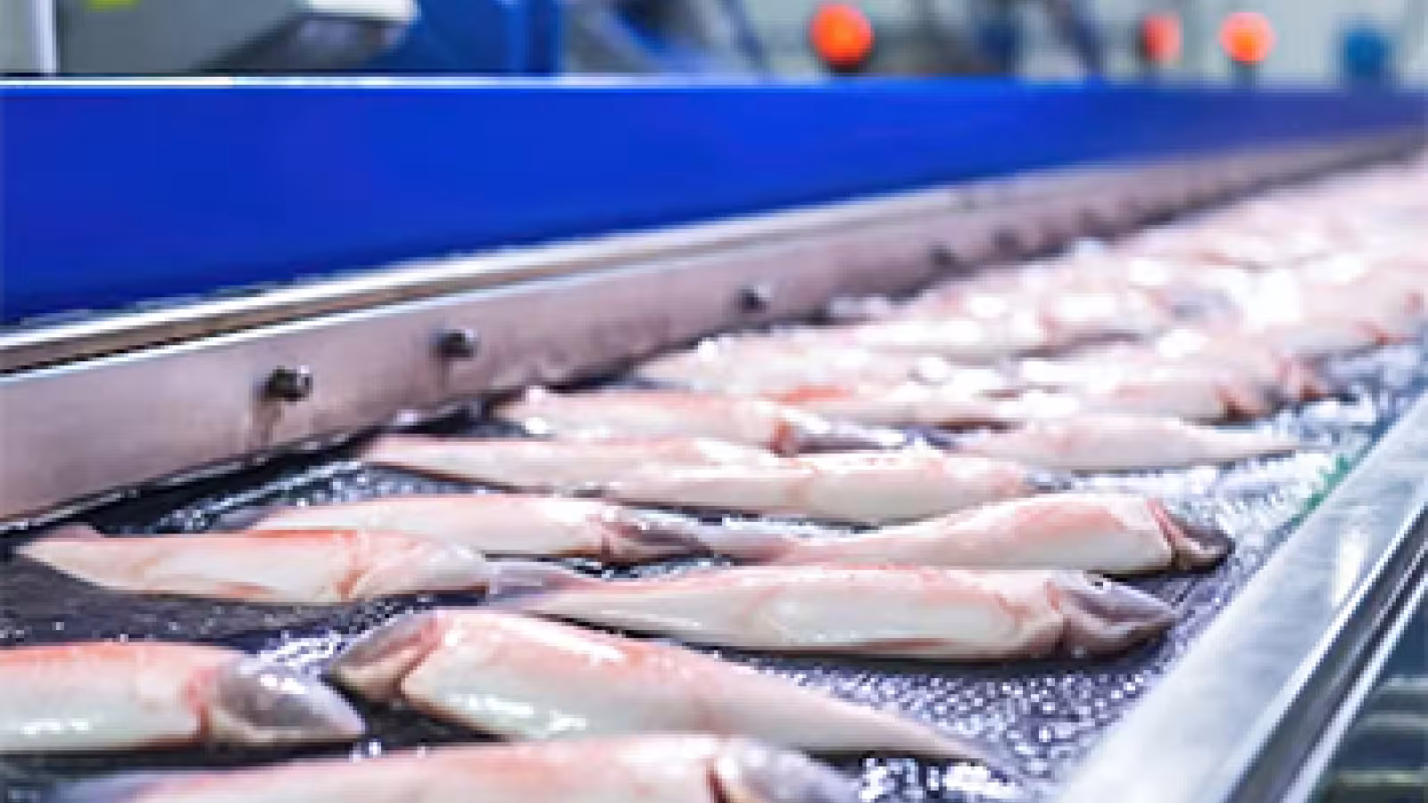 Défis du secteur de la pêche : importations de 130,008 tonnes de poisson en 2023-2024
