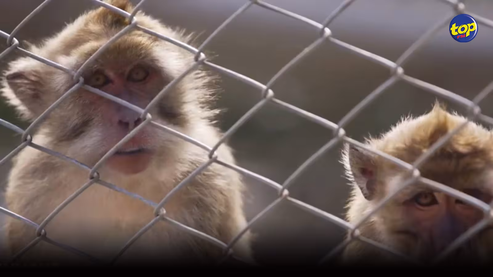 « Envoyé Spécial » diffuse une enquête sur la capture des singes à Maurice : « Ce n’est pas cette image qu’on vend aux touristes… Cela ternit l’image de notre île… Cela doit s’arrêter », lancent Linley Moothien et Reda Chamroo