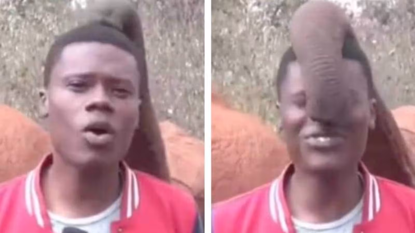 Un bébé éléphant interrompt un journaliste en plein direct : la vidéo est hilarante