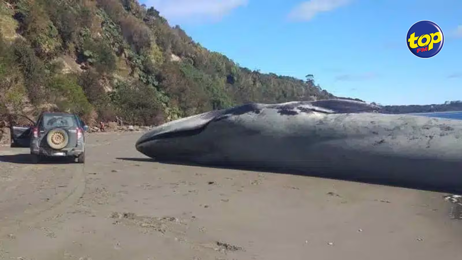 Une majestueuse baleine bleue retrouvée échouée sur une plage