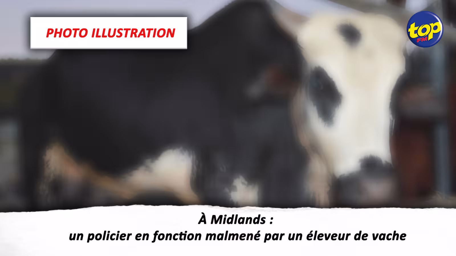 À Midlands : un policier en fonction malmené par un éleveur de vache