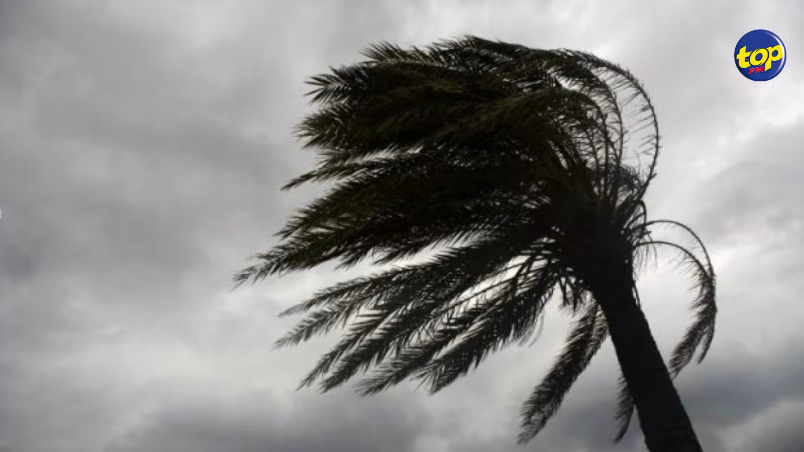 Avis de vents forts à Maurice : Cinq cas de chute d’arbres enregistrés dans différents endroits
