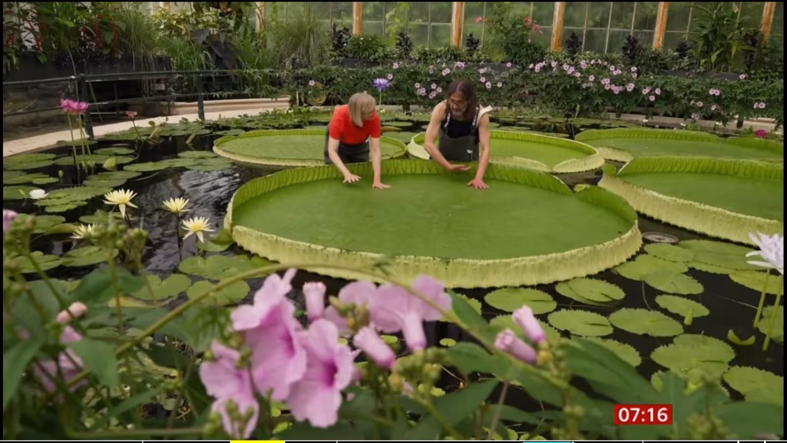 De nouvelles espèces de nénuphars géants découvertes en Grande-Bretagne