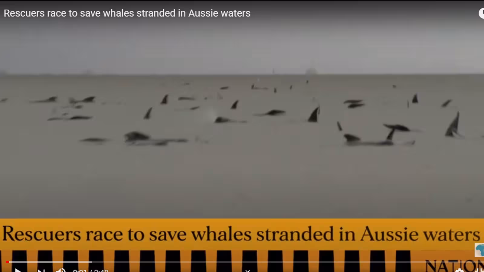 En Australie, les autorités à pied d’œuvre pour sauver près de 200 baleines pilotes