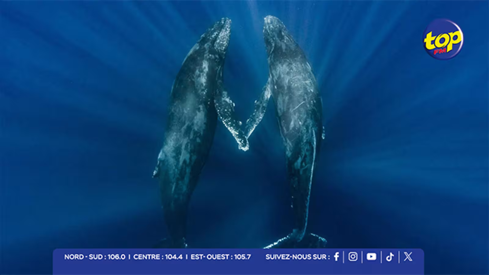Journée internationale de la baleine : appel à une protection renforcée des baleines et dauphins