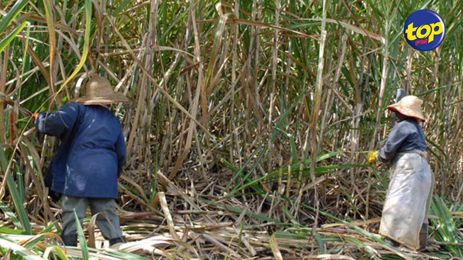 Les employés de la Mauritius Cane Industry Authority montent au créneau