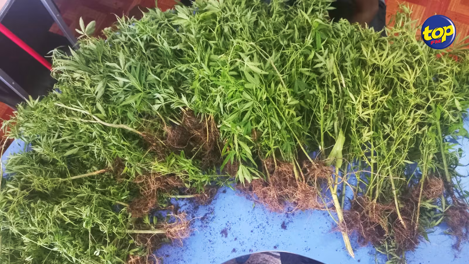À Pailles: 423 plants de cannabis déracinés par la SST ce vendredi