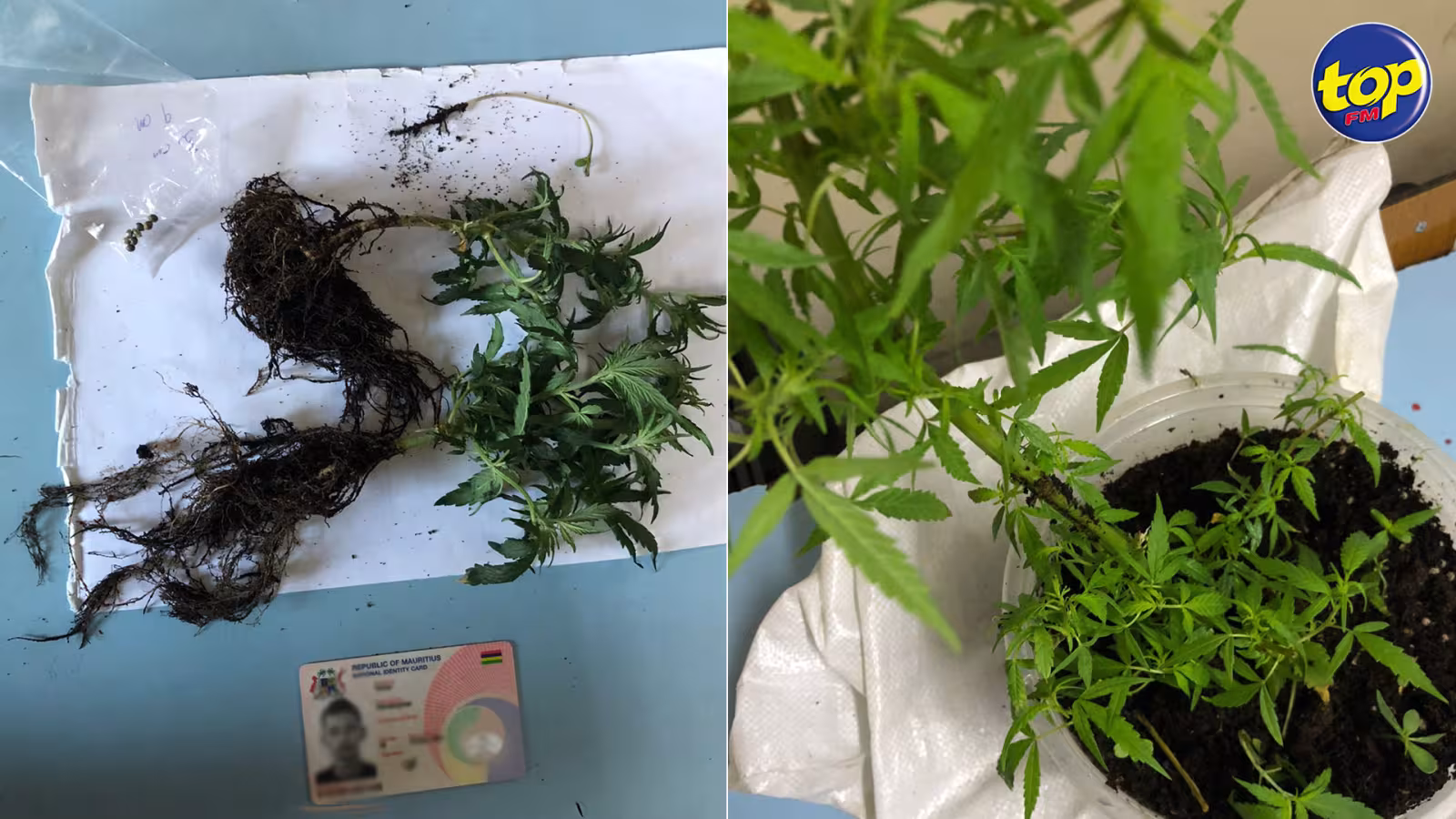 Lors d’une opération à Grand Gaube hier : du cannabis, valant environ Rs 56 800, saisi au domicile de deux habitants