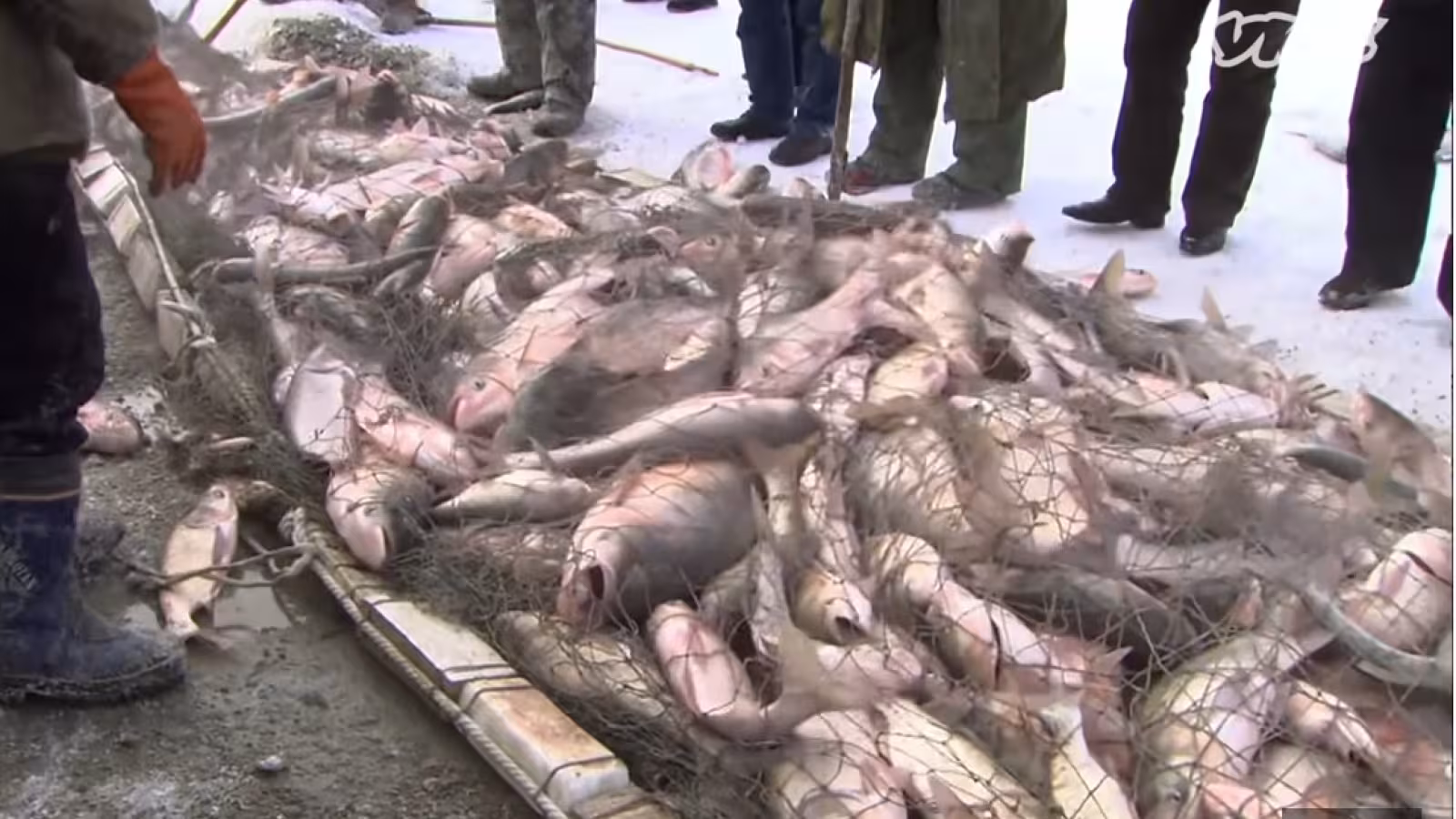 La carpe asiatique envahit rivières et lac des États-Unis – détruit poisson indigène et l’écosystème
