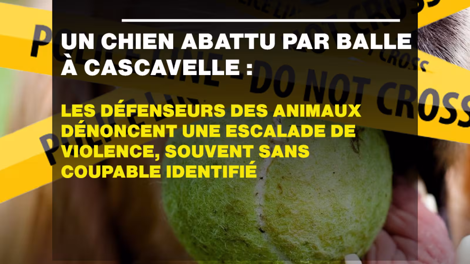 Un chien abattu par balle à Cascavelle : les défenseurs des animaux dénoncent une escalade de violence, souvent sans coupable identifié