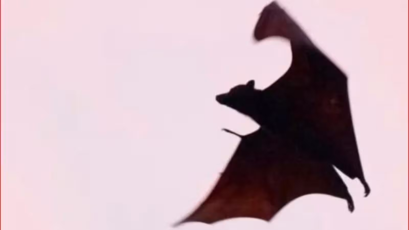 Un homme meurt de la rage après avoir été en contact avec des chauves-souris