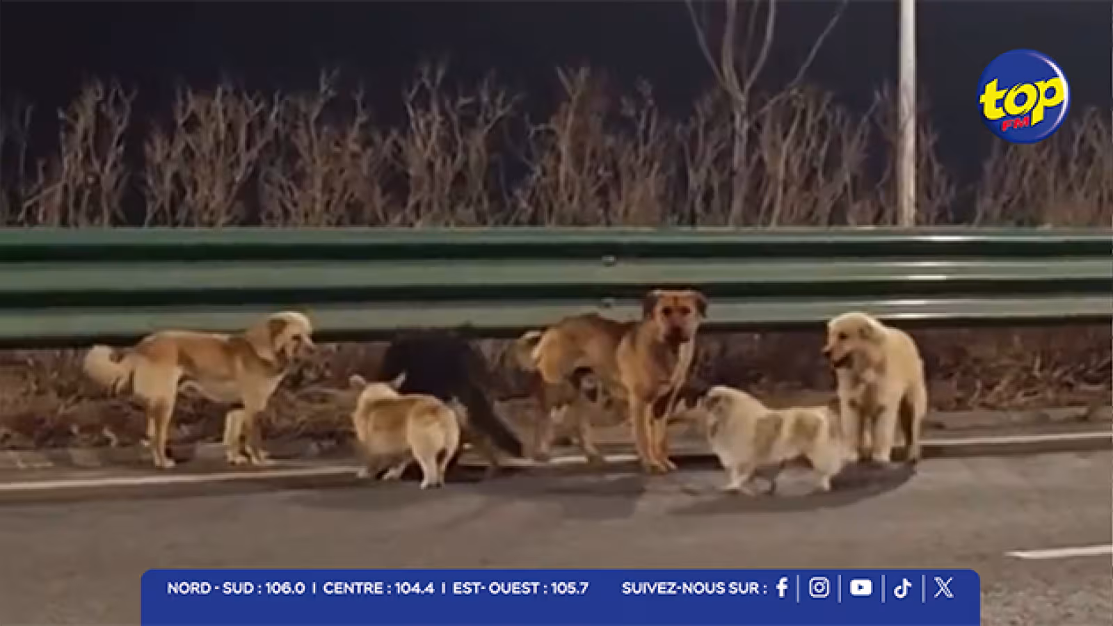 Heureux dénouement à Changchun : les sept chiens disparus retrouvés sains et saufs