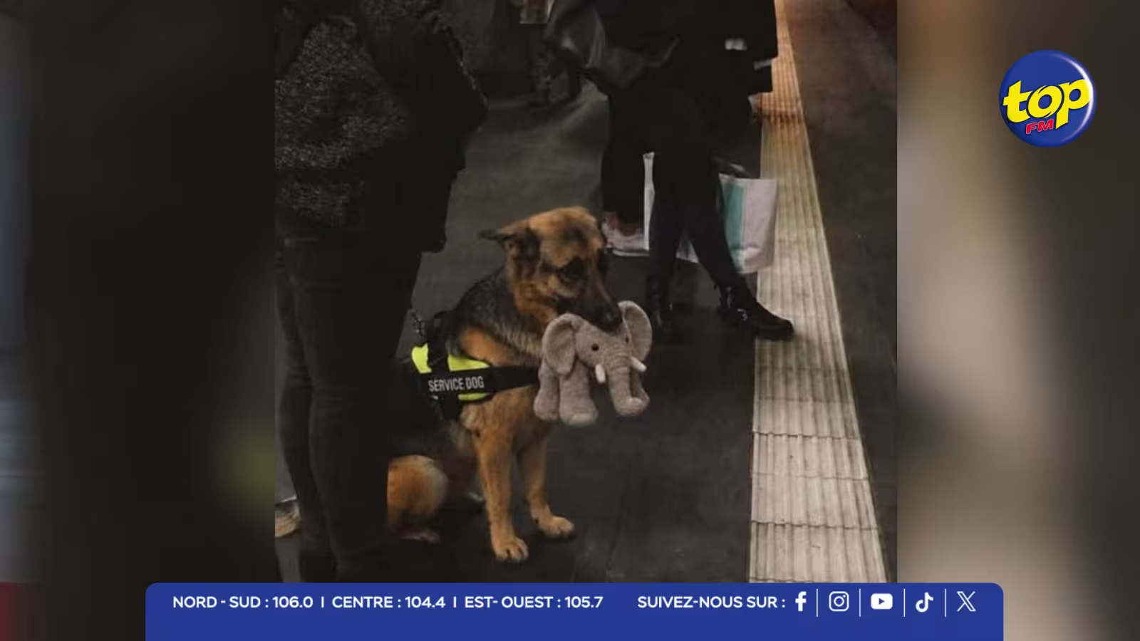 Cruauté animale à Cité La Cure : un chiot découpé en deux