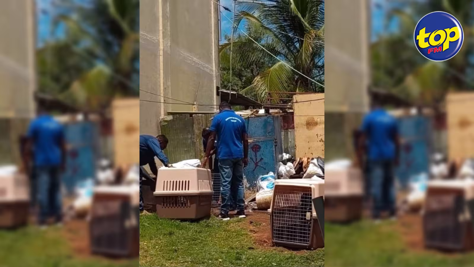 Une chienne torturée et pendue à Bambous : La MSAW prend sous sa responsabilité cinq chiens et deux chiots qui se trouvaient dans la cour du présumé accusé