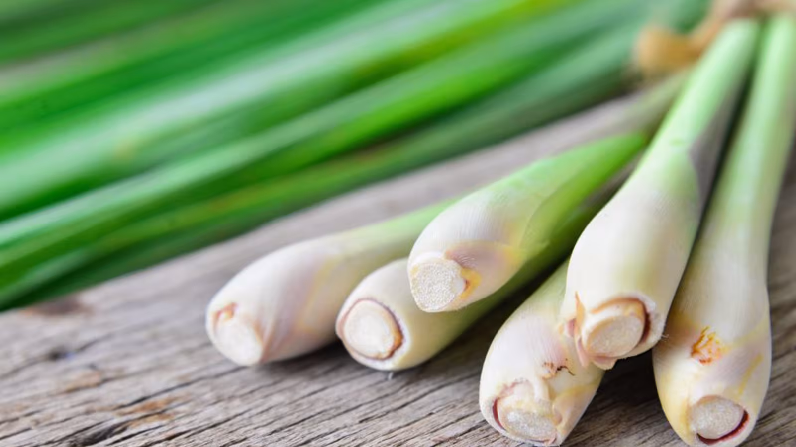 La citronelle pour faire fuire les moustiques