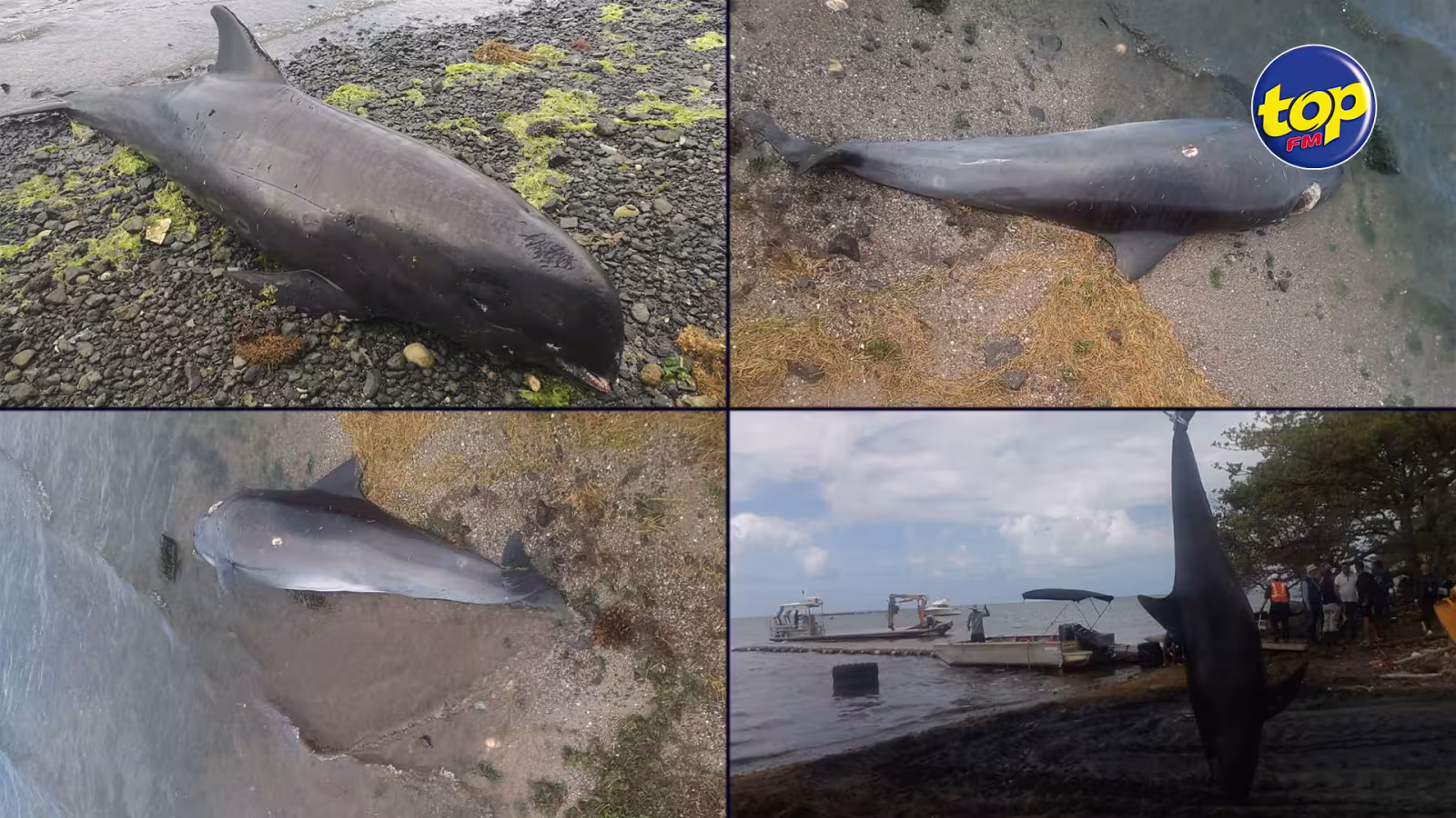 Mammifères marins retrouvés morts sur les plages du Sud-est : écologistes, biologistes et spécialistes marins pas convaincus des explications des autorités