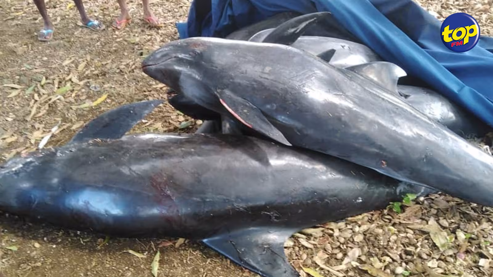 Dauphins échoués sur les plages du Sud-est : Le bilan s’alourdit et passe à 37 décès