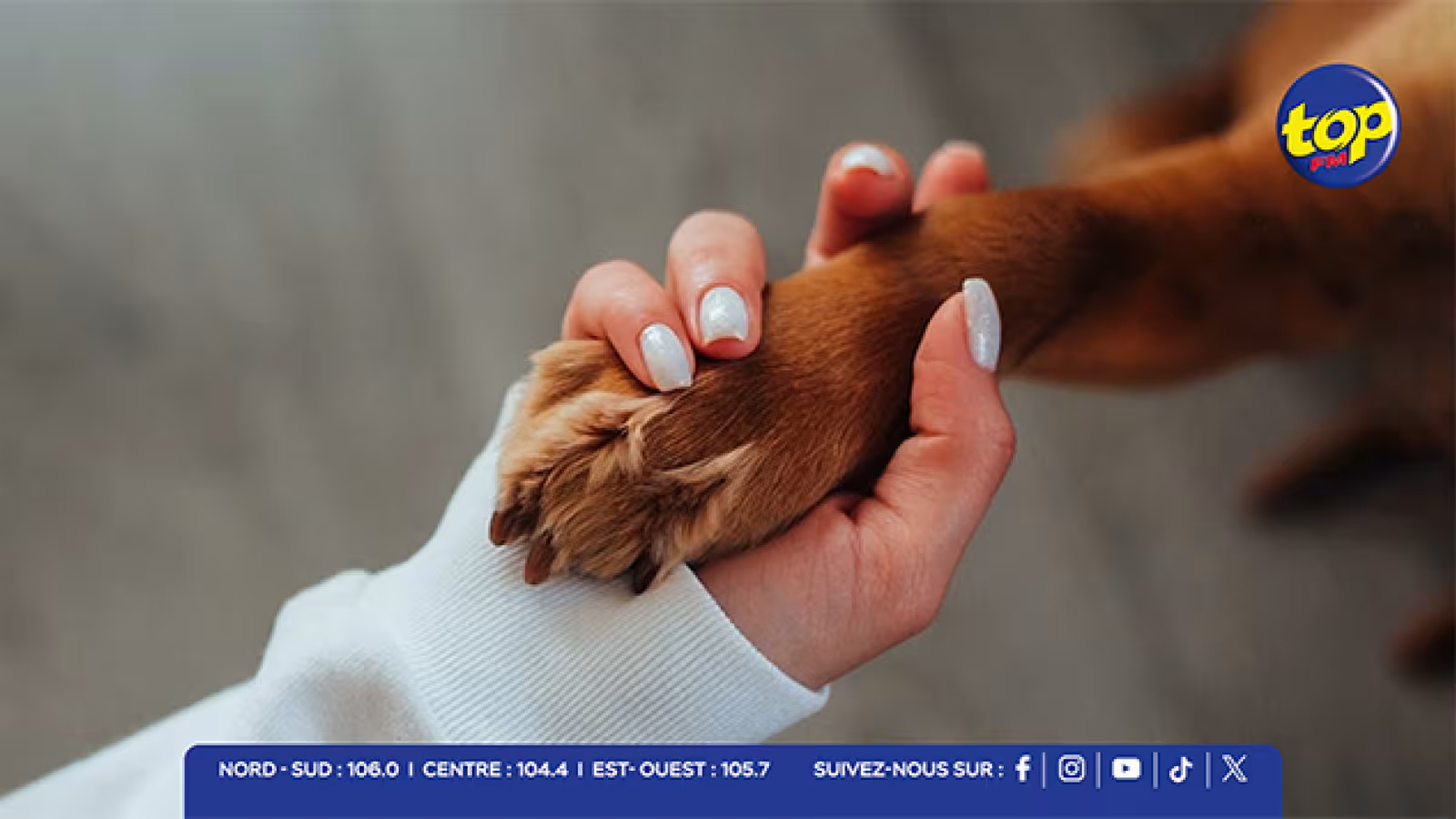 Bien-être animal : des années de négligence aggravent la crise des animaux errants à Maurice, ANSAM dénonce la gestion défaillante et réclame des réformes urgentes
