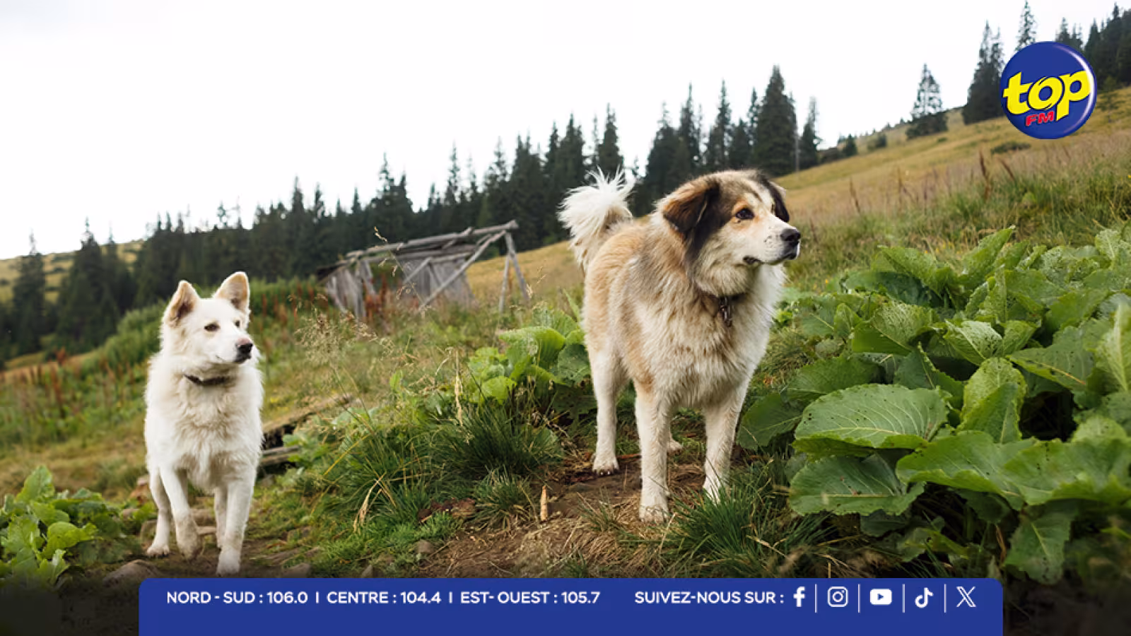 Enregistrement obligatoire des chiens : les auditeurs de Top FM donnent leur avis