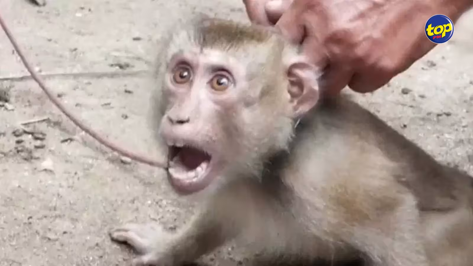 Le chairman a fait l’annonce lundi : Kenya Airways cessera de transporter des singes de l’île Maurice jusqu’aux États-Unis