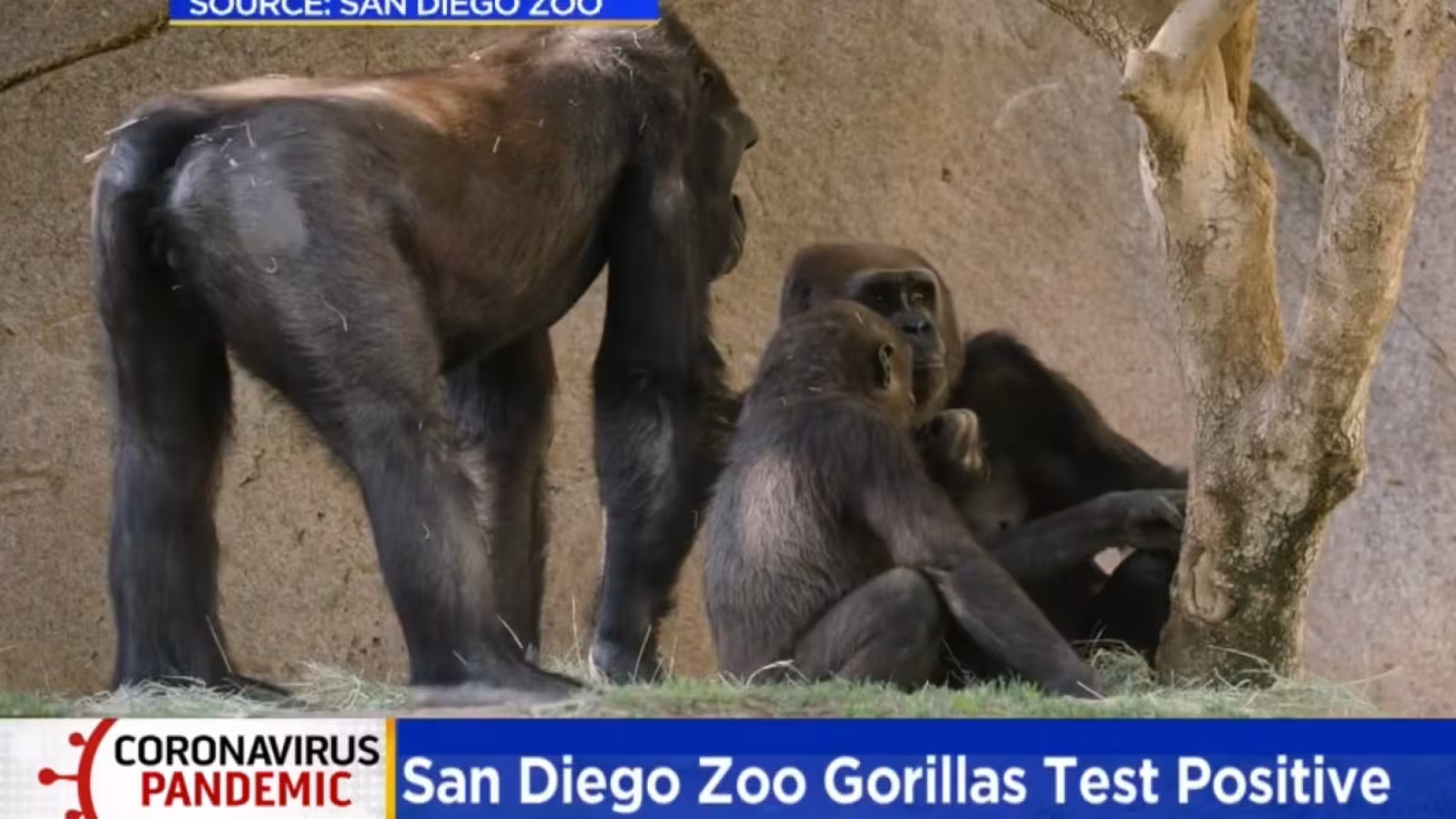 Coronavirus : au moins deux gorilles d’un zoo de Californie positifs au Covid-19