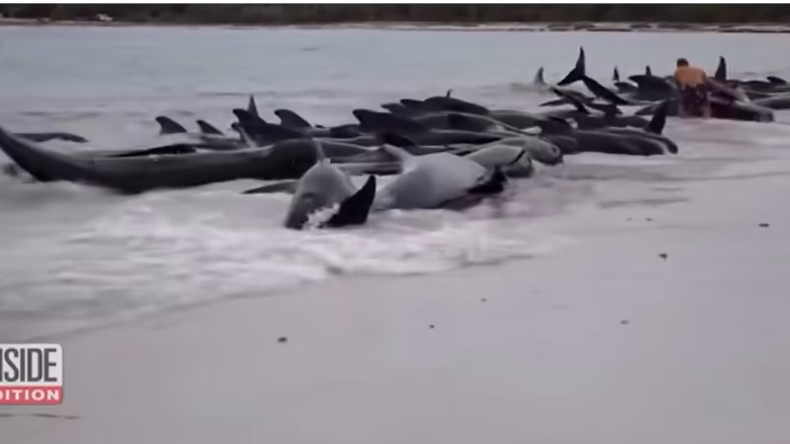 51 baleines mortes suite à un échouage massif catastrophique en Australie