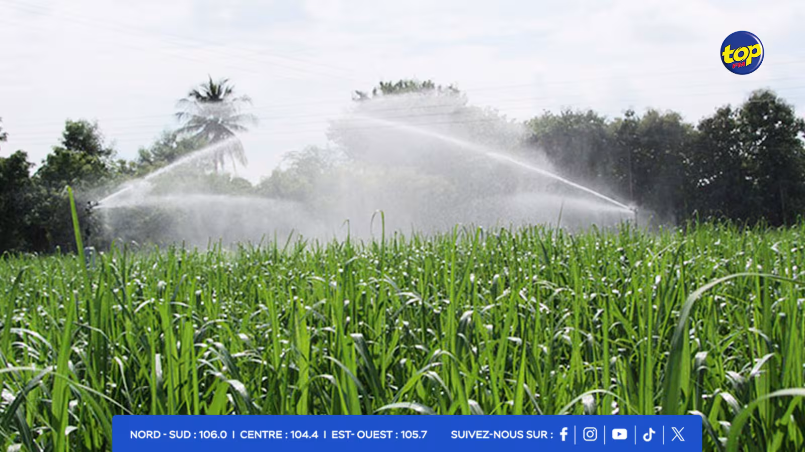 irrigation de la canne à-sucre