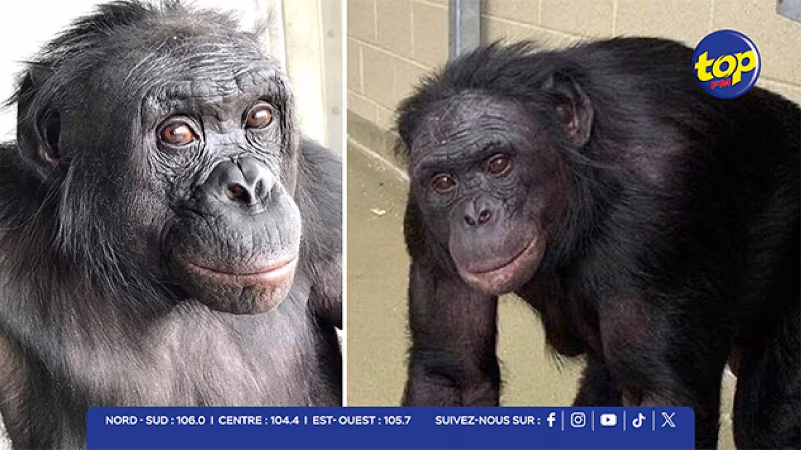Quand l’homme perd son exclusivité : un grand singe surprend les chercheurs