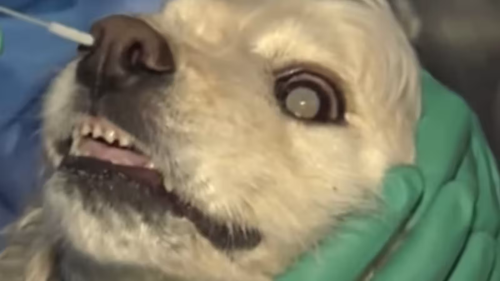 Covid-19 : la Corée du Sud teste désormais les chiens et les chats