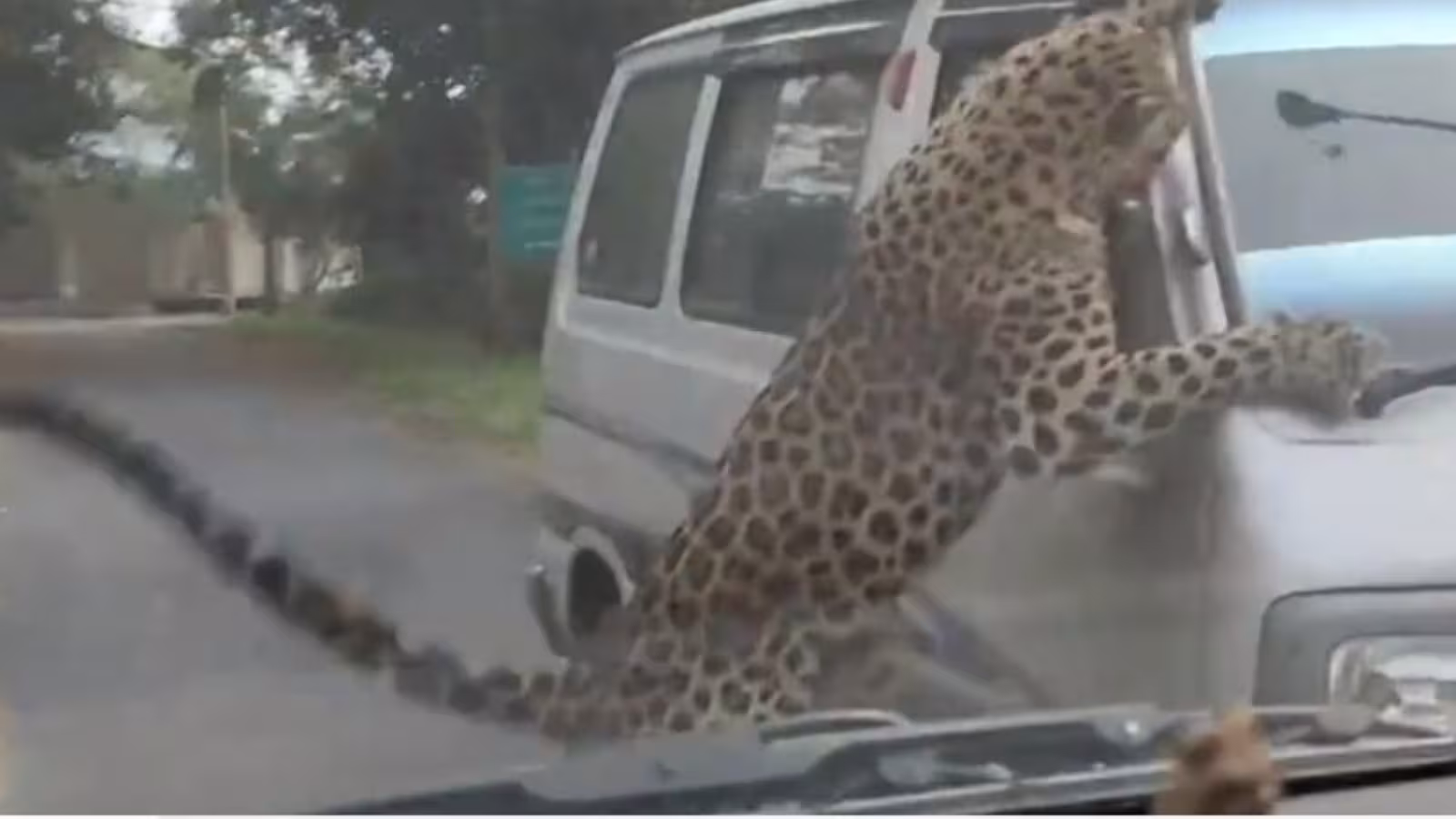 Inde : Un léopard sème la terreur et blesse une quinzaine de personnes dans un quartier résidentiel