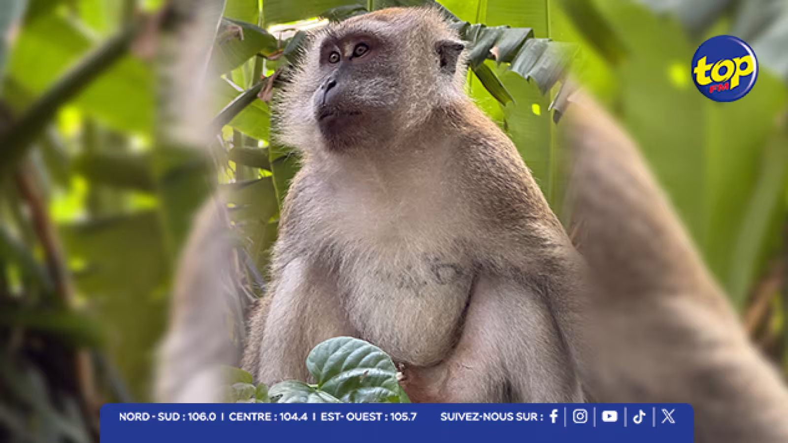 Macaque à longue queue : une espèce « en danger » au cœur d’un scandale de commerce international