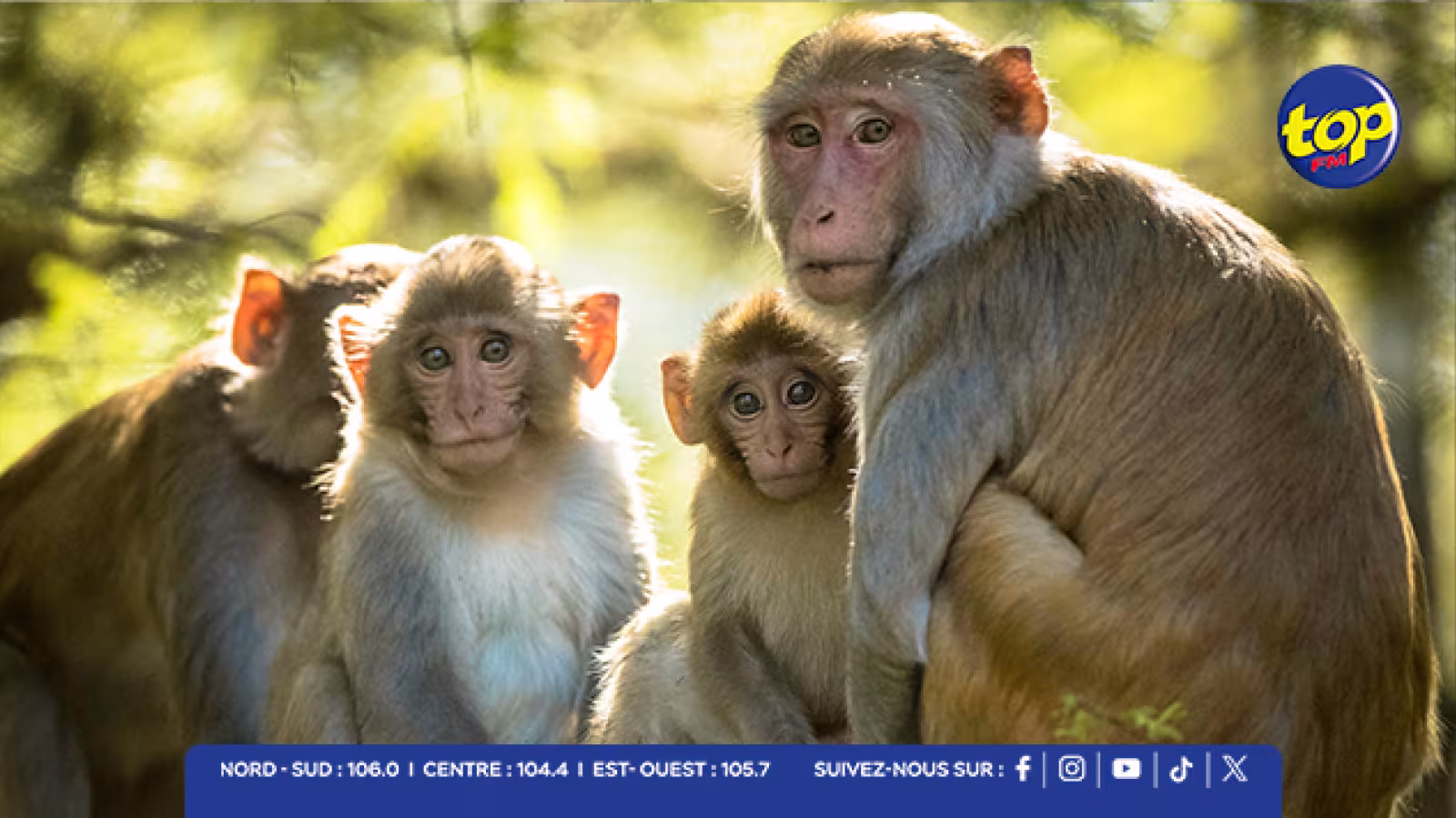 Exportation de macaques : une bataille judiciaire à Rs 8,26 milliards dans l’affaire Hammerhead