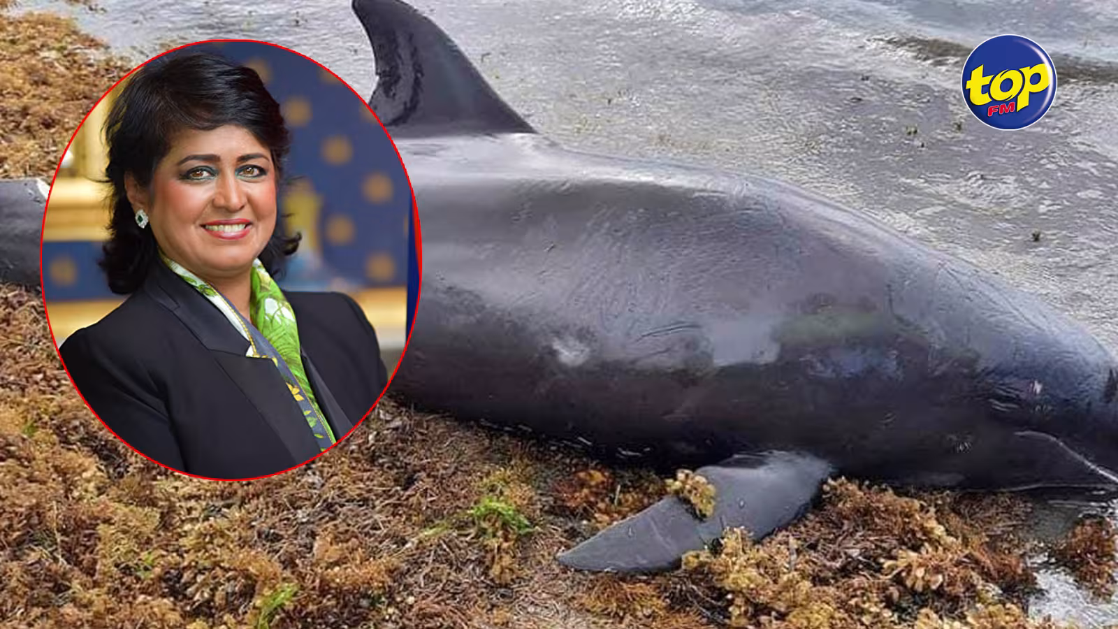 Décès de mammifères marins suite à la marée noire : ‘inquiétant qu’aucun rapport n’a été déposé jusqu’ici’, soutient Ameenah Gurib-Fakim