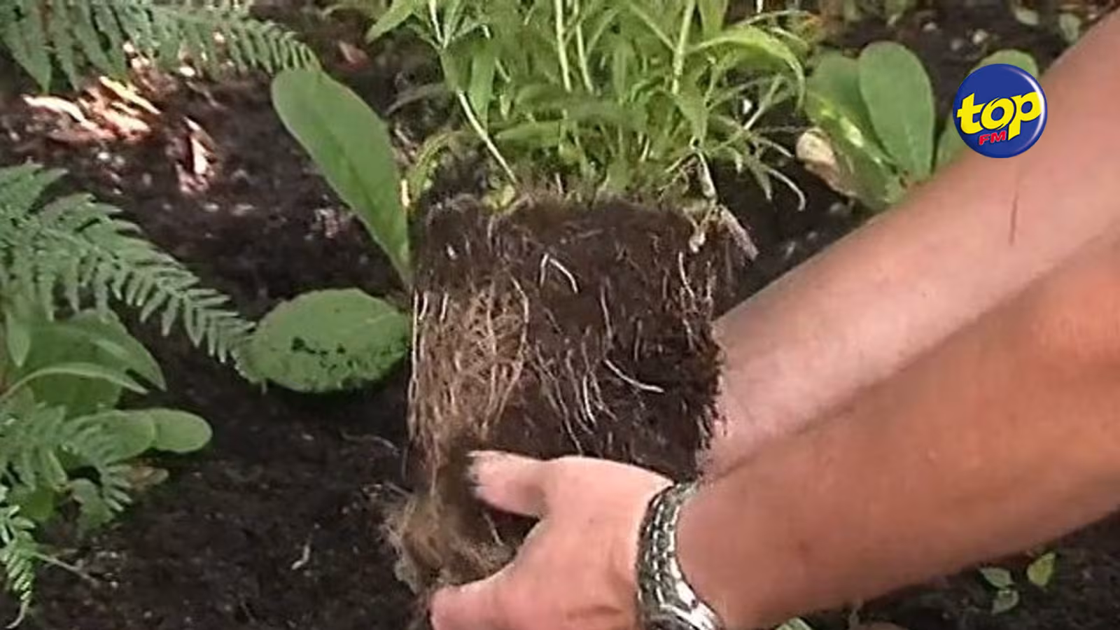 Micro-forêt devant la place Cathédrale : La mise en terre des plantes débute ce samedi malgré le temps inclément