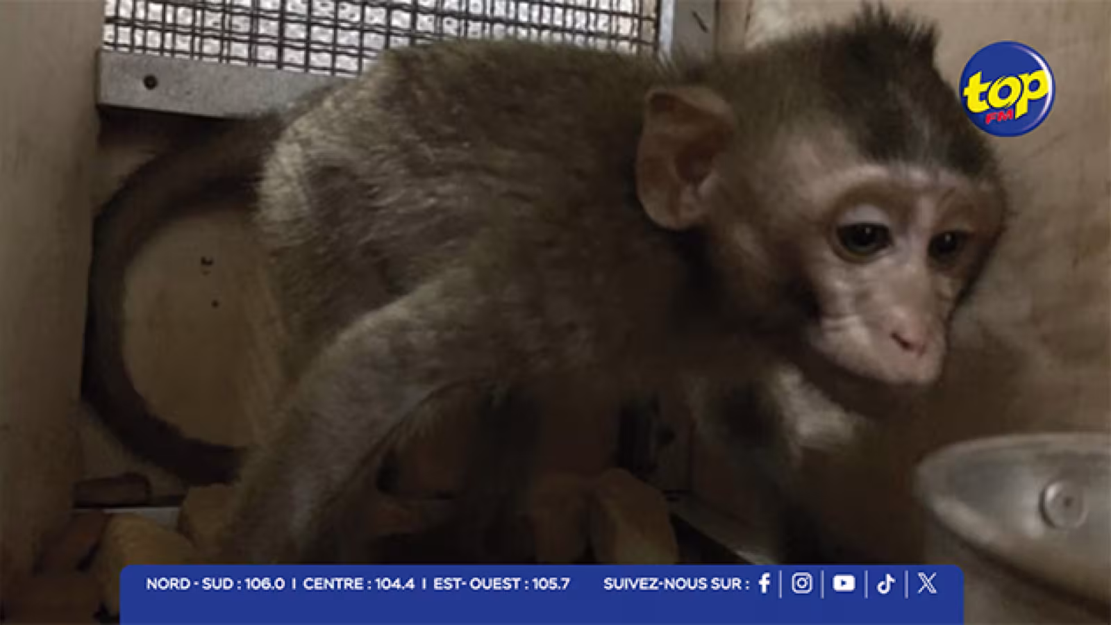 Scandale animalier : un singe en provenance de Maurice retrouvé dans une benne en Floride, après 5 jours sans nourriture ni eau
