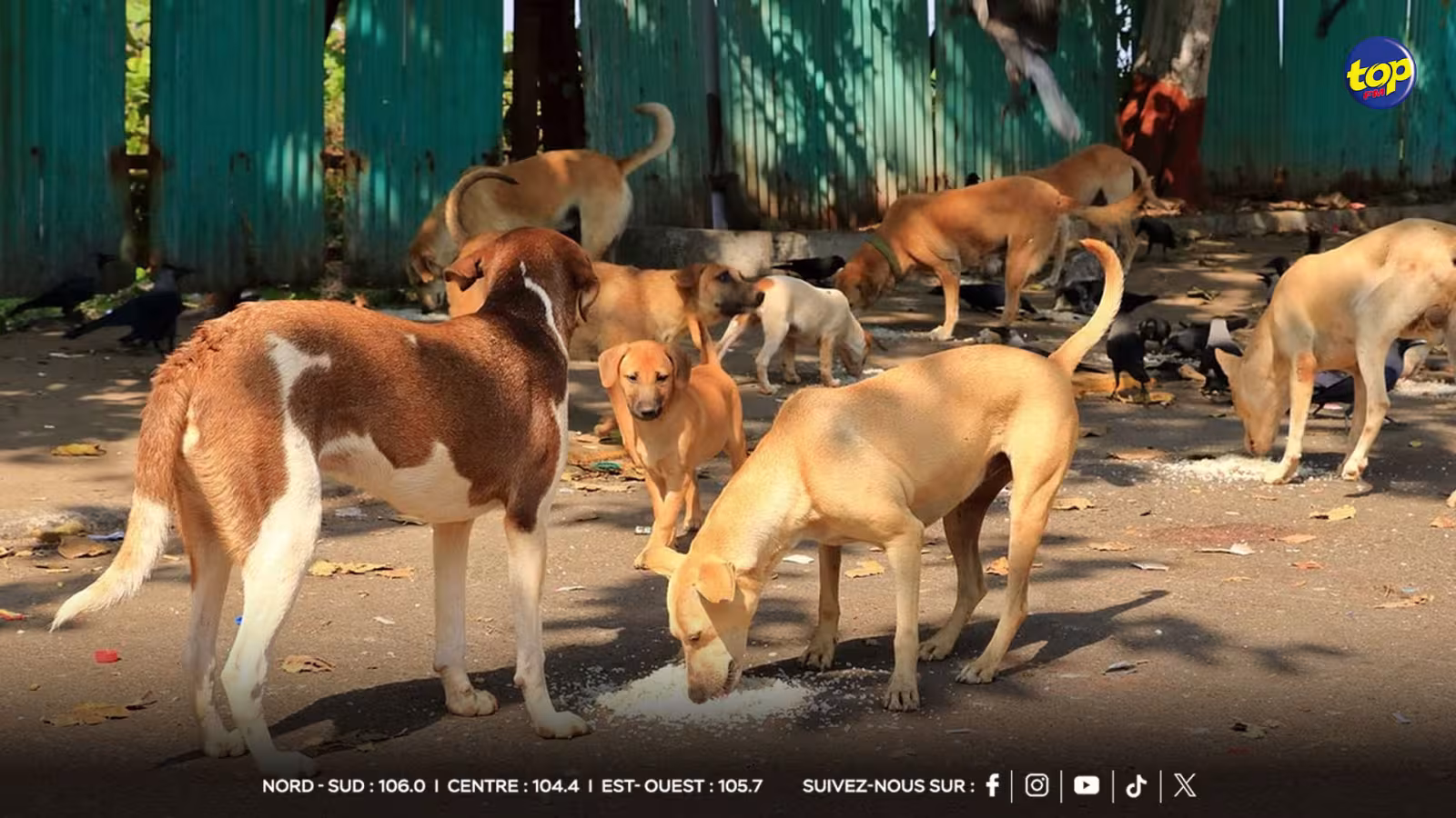 Gestion des chiens errants : l’International Animal Welfare and Protection Coalition dénonce l’inaction des autorités et réclame une réforme de la MSAW