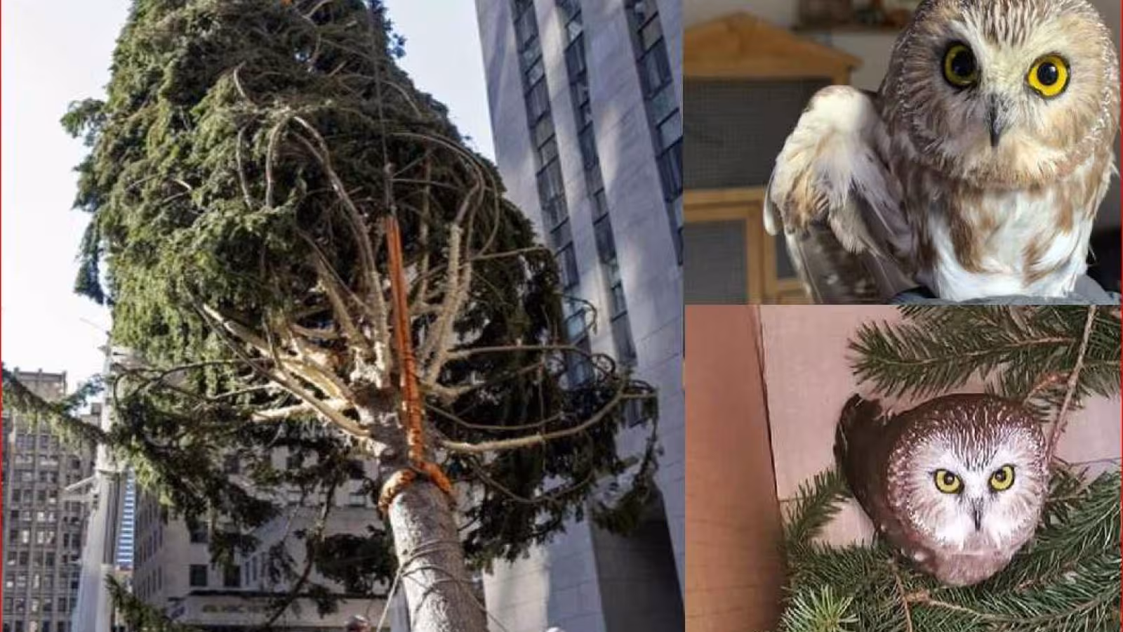 Rockfeller Center : une chouette survit cachée dans un sapin de Noël géant