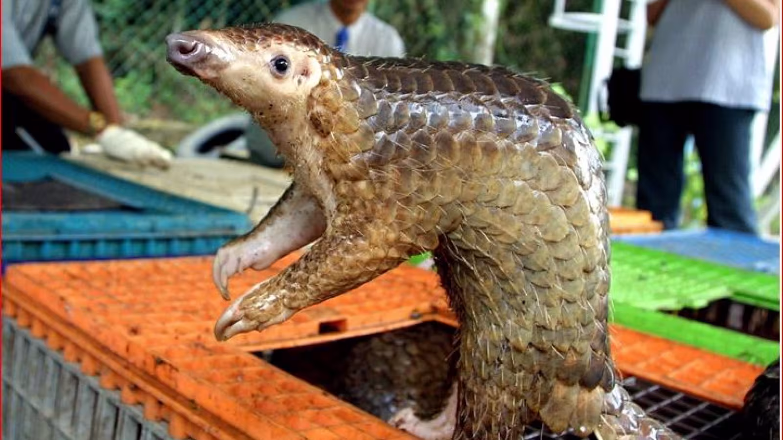 Covid-19 : la consommation des pangolins recommence en chine