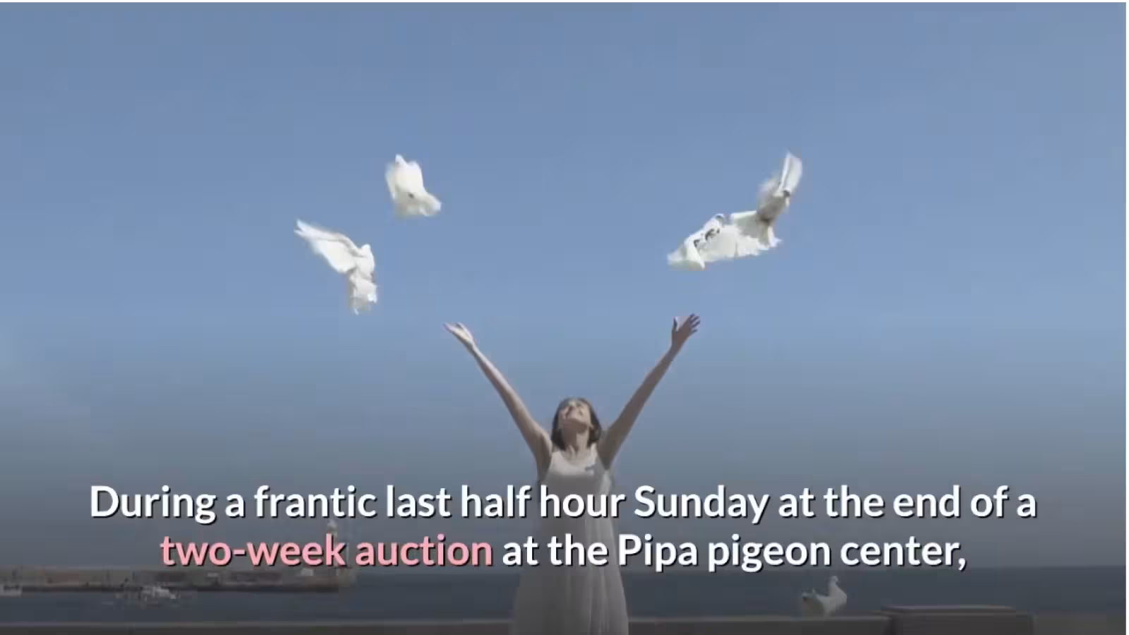 Un pigeon venant de Flandre vendu à Rs 80 millions, un record