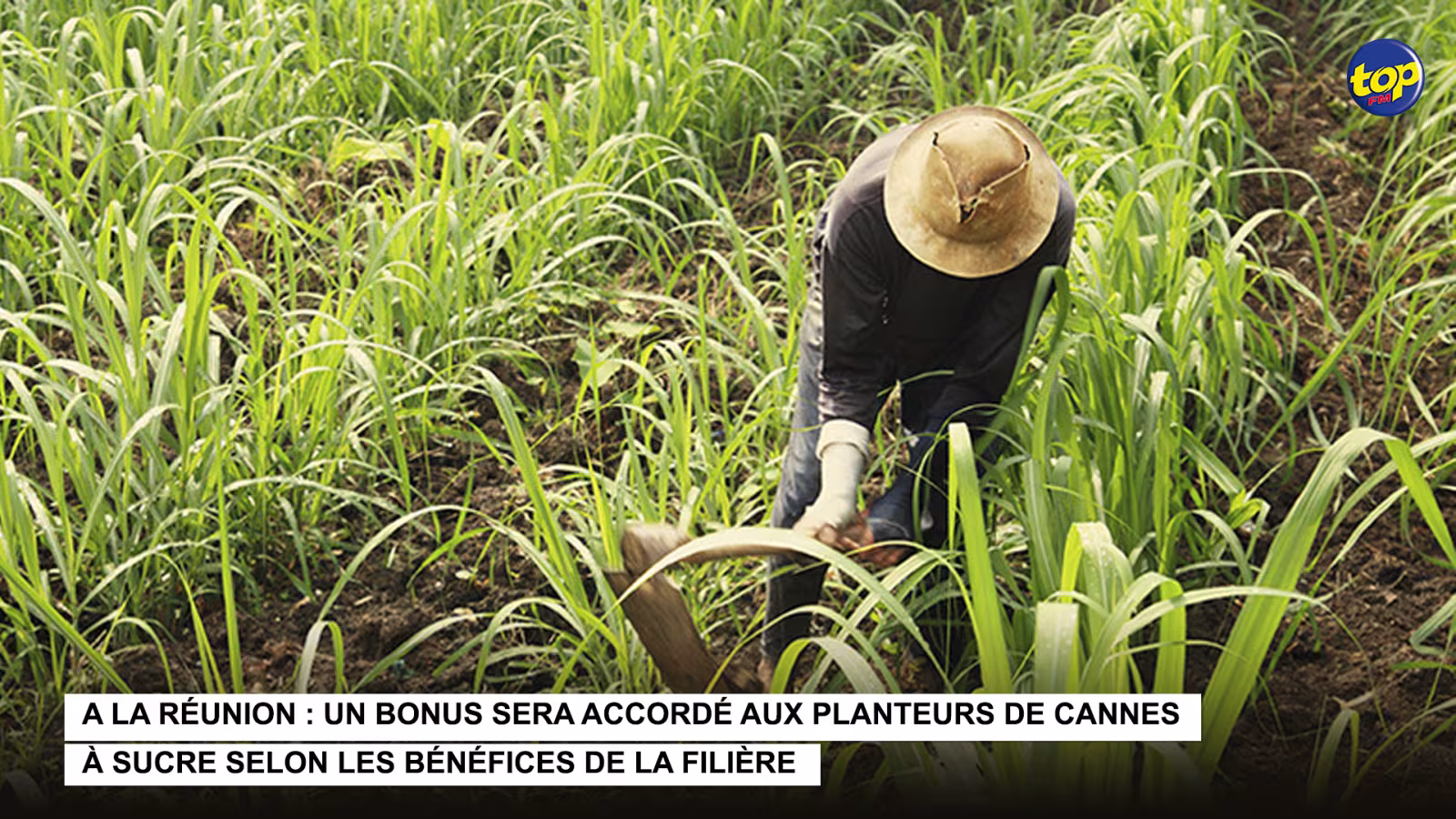 A La Réunion : un bonus sera accordé aux planteurs de cannes à sucre selon les bénéfices de la filière