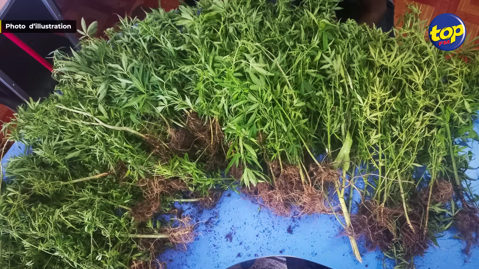 À Grand Bois : 664 plants de cannabis déracinés