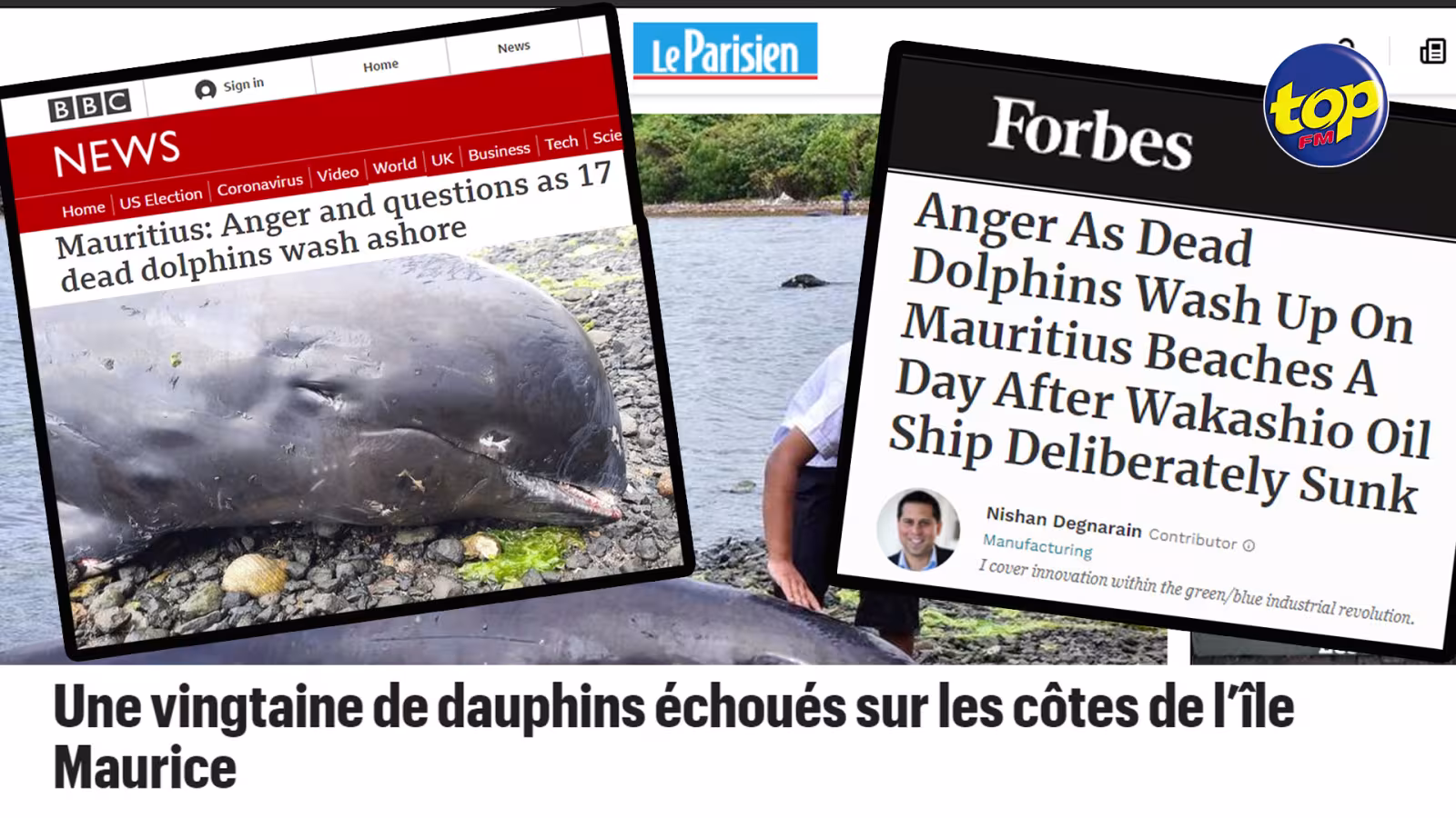 Dans le Sud-est : les dauphins morts intéressent la presse internationale