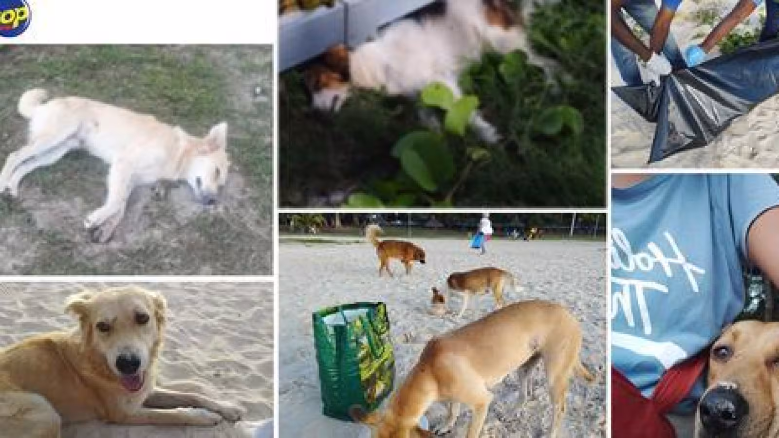 En mémoire des chiens empoisonnés sur la plage de Flic-en-Flac le 8 février dernier : Une veillée aux chandelles organisée par les militants des droits des animaux ce dimanche